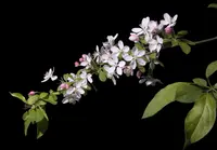Japanese Crabapple