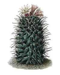 Coryphantha clavata (Coryphantha clavata) plant