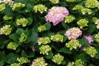 Bigleaf Hydrangea (Hydrangea macrophylla) plant
