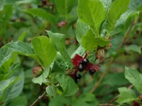 twinberry honeysuckle (Lonicera involucrata) plant