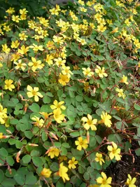 spiral sorrel (Oxalis spiralis) plant