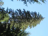 Western Hemlock (Tsuga heterophylla) plant