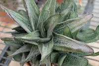 Gasteria