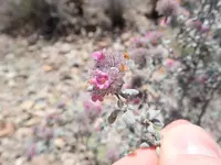 plumed crinklemat (Tiquilia greggii) plant