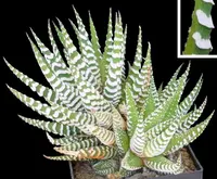Zebra Haworthia