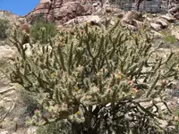 buck-horn cholla
