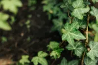 Hedera helix at night