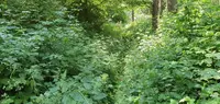 Hedgehog Bramble (Rubus echinatus) plant
