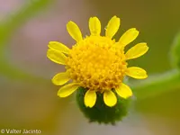 Senecio lividus