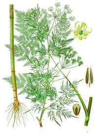 turnip-root chervil