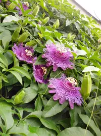 Passion Flower