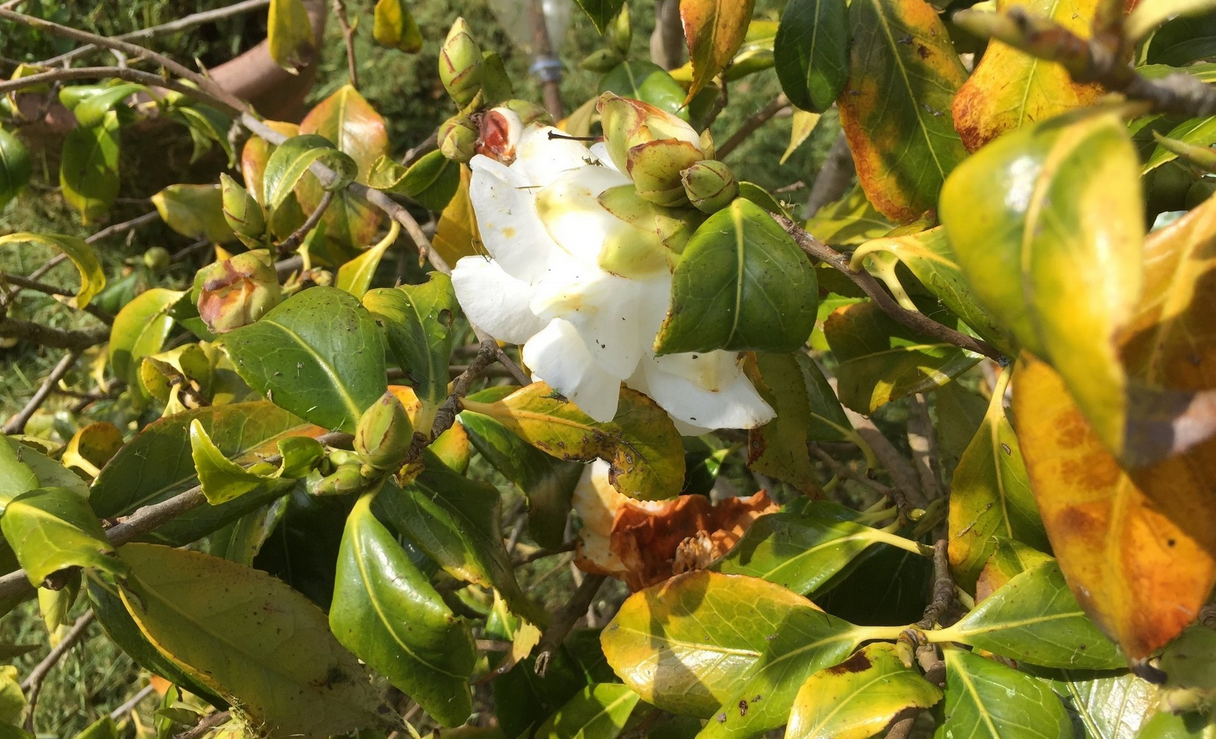 Leaf