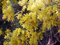 Snowy River Wattle