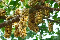 Chinese perfume plant
