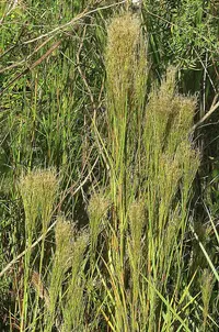 barbas de indio