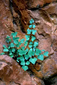 Hemionitis calomelanos (Hemionitis calomelanos) plant