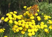 common tansy (Tanacetum vulgare) plant