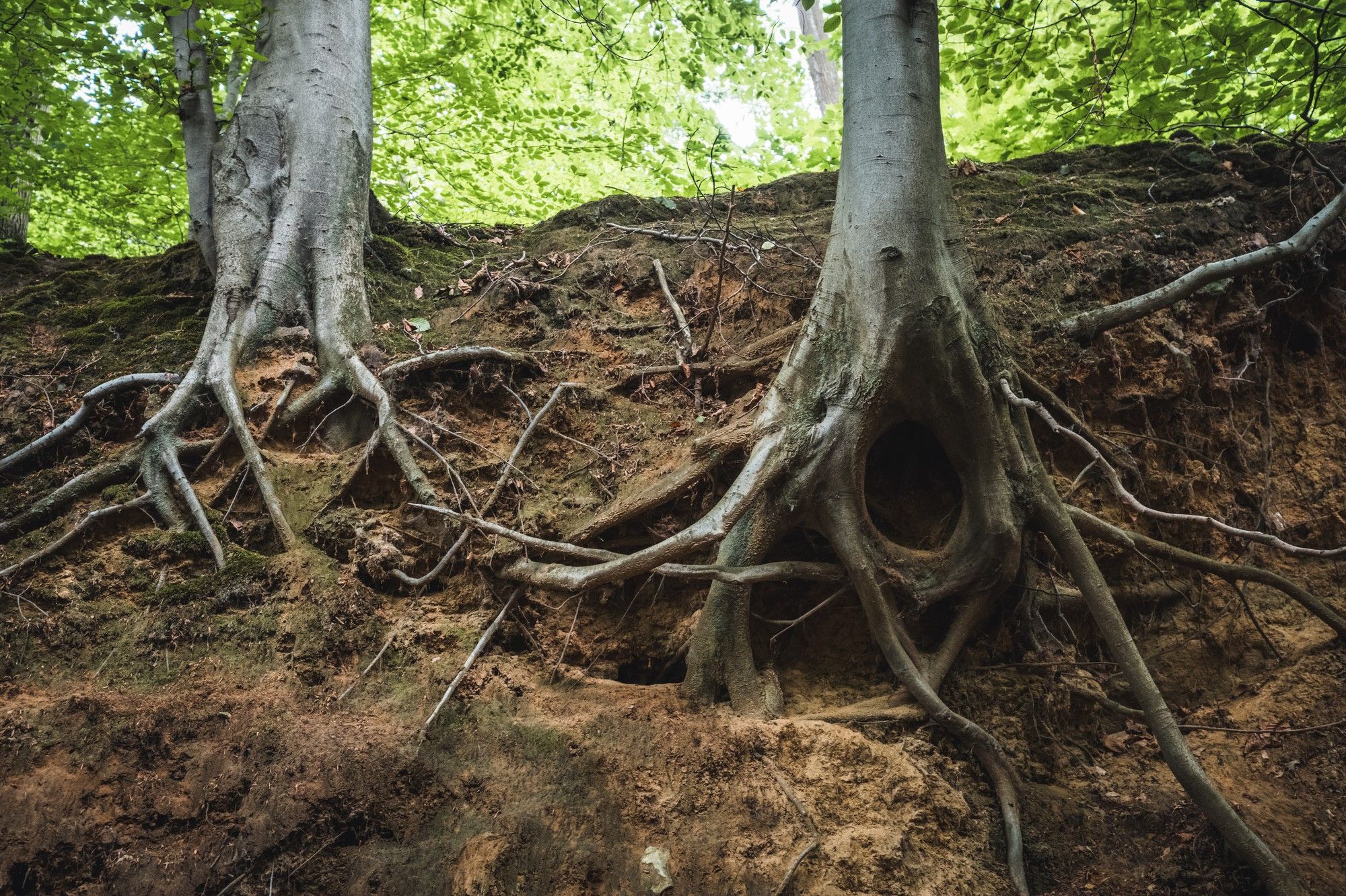 Roots Defend Against Salty Soil