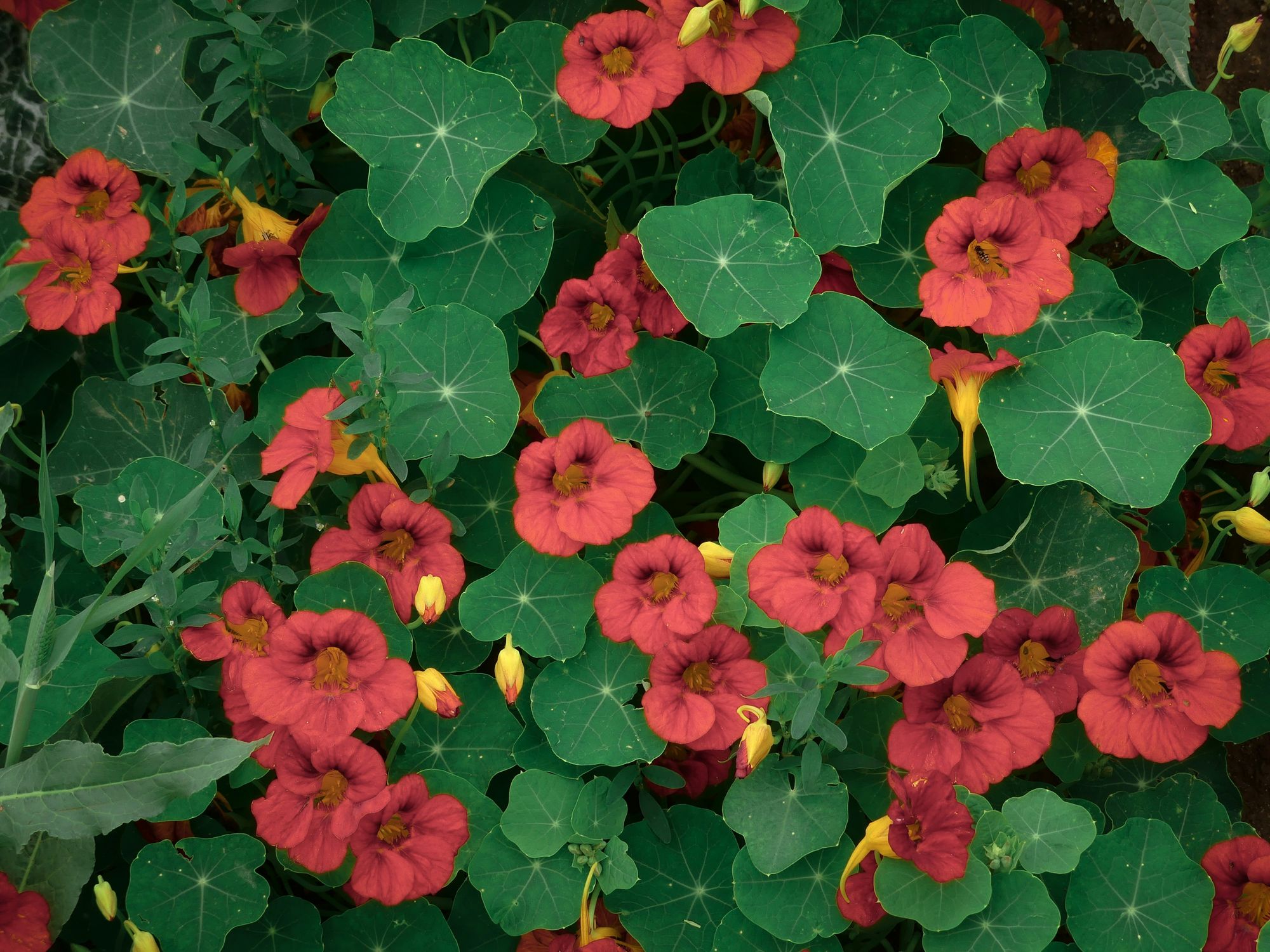 10 Easy Garden Flowers to Grow - Nasturtium