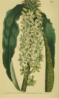 Crown Pineapple Lily