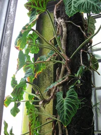 Philodendron verrucosum (Philodendron verrucosum) plant