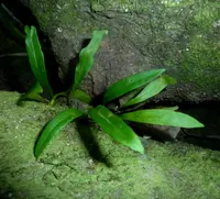 Bigfruit Scaly Polypody (Pleopeltis macrocarpa) plant