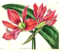 Lily of the Palace