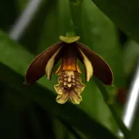 Prosthechea livida (Prosthechea livida) plant