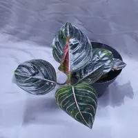 Aglaonema rotundum