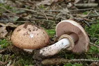 Blushing Wood Mushroom