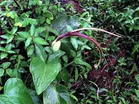 Typhonium roxburghii (Typhonium roxburghii) plant