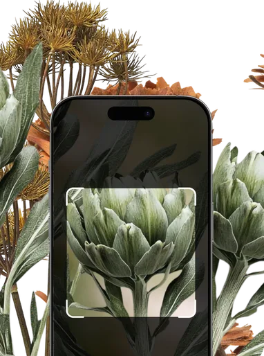 Green and Brown Flowers Identification – Hero Mobile