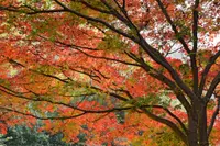 Acer palmatum stem