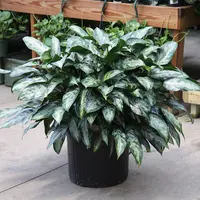 Chinese Evergreen (Aglaonema 'Maria') plant