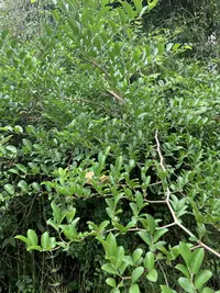 iguana hackberry