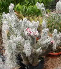 Austrocylindropuntia vestita (Austrocylindropuntia vestita) plant