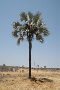 Northern Ilala Palm