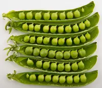 Pea (Lathyrus oleraceus) plant