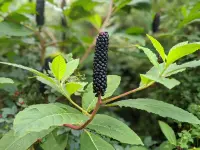 Phytolacca americana berry