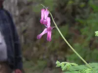 turkey corn (Dicentra eximia) plant