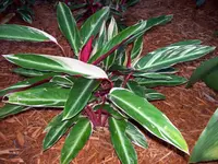 Stromanthe