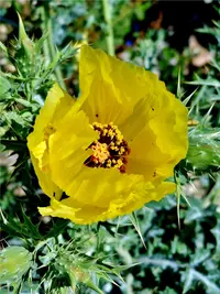golden pricklypoppy