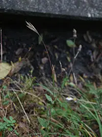 small carpgrass