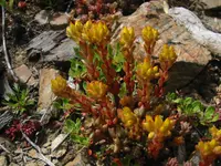 spearleaf stonecrop (Sedum lanceolatum) plant