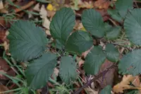 Railway Bramble (Rubus elegantispinosus) plant