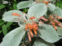 Brazilian edelweiss