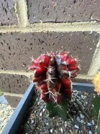 Moon Cactus photo by a Botan App user