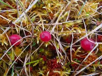 small bog cranberry