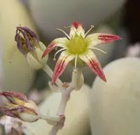 Jewel-leaf plant