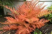 Autumn Fern (Dryopteris erythrosora 'Brilliance') plant